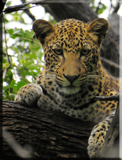 Leopard in tree 